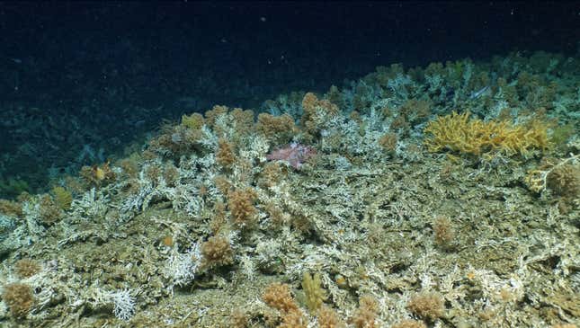 Photo of coral reef