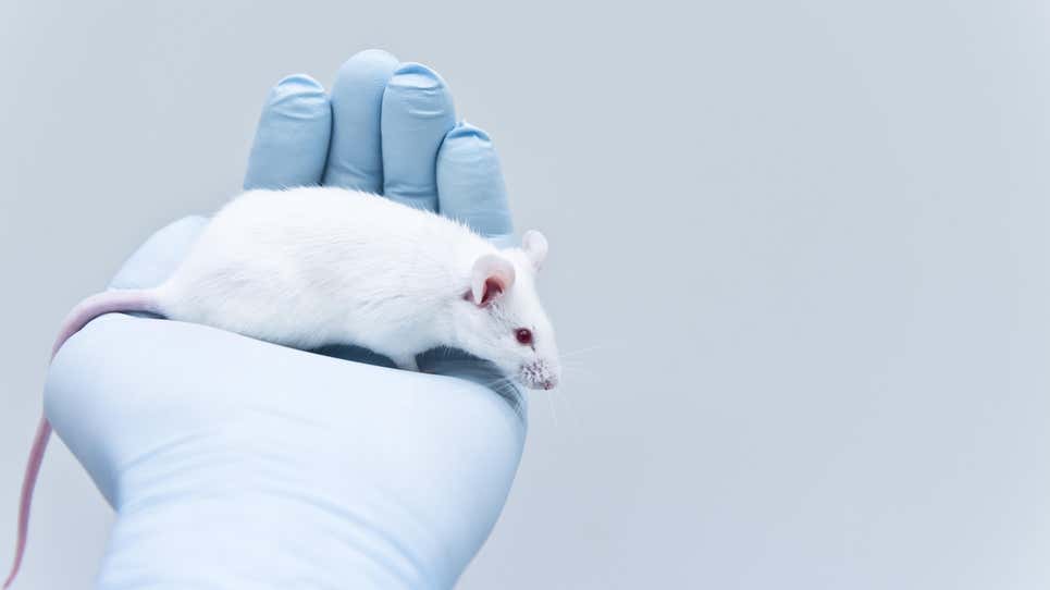 Image for Experimental Gel Killed 100% of Brain Tumors in Mice
