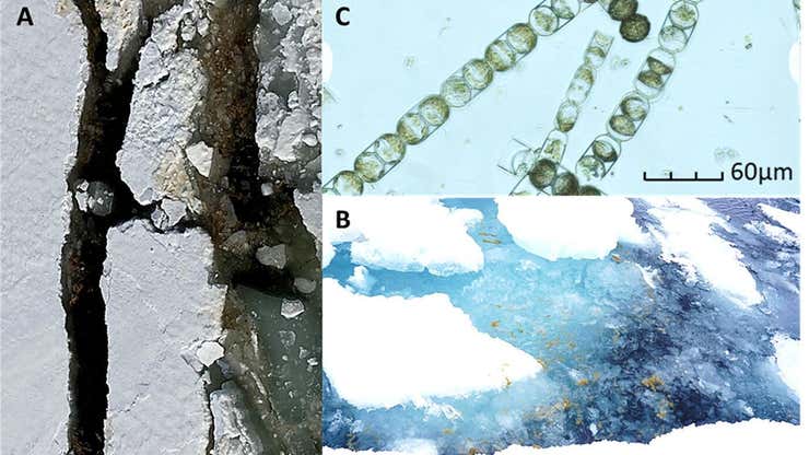 Image for Life Beneath the Arctic Ice Is Chock-Full of Microplastics